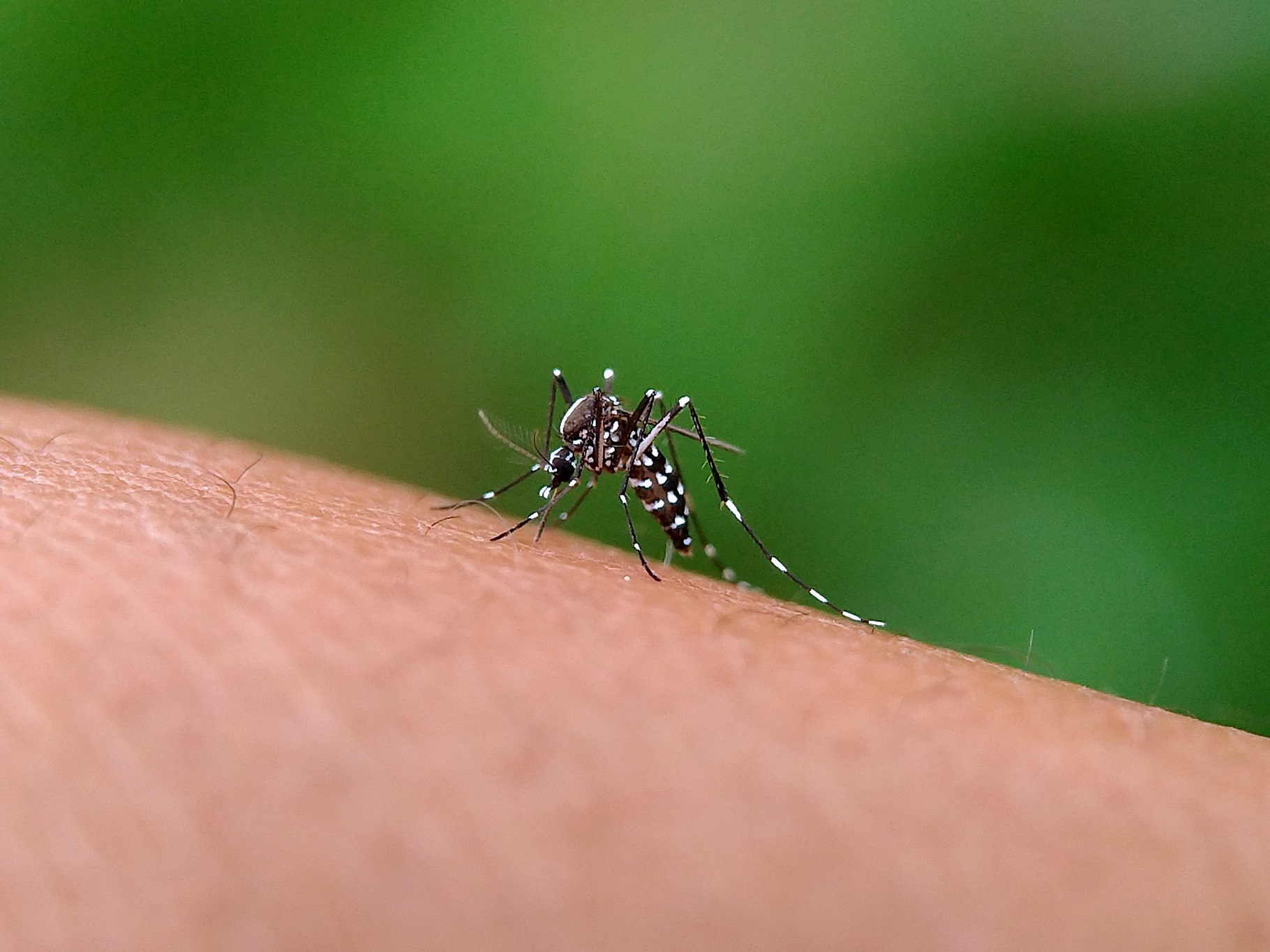 Mosquito tigre en Albacete