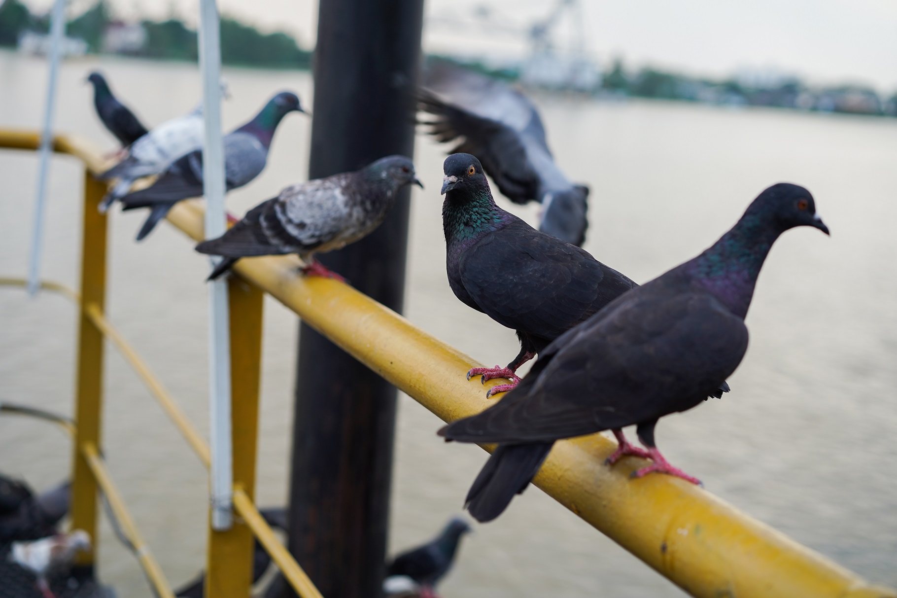 Control de aves en empresas y comunidades